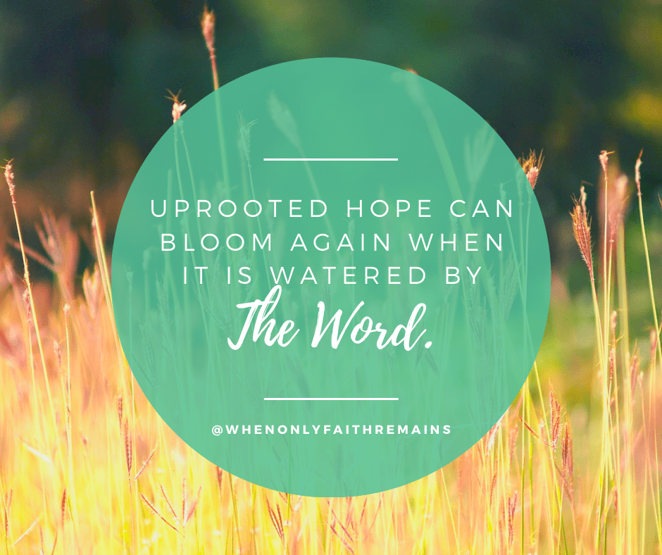 Uprooted Hope Can Bloom Again — Even in the Soil of&nbsp;Grief